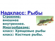 Презентация Рыбы