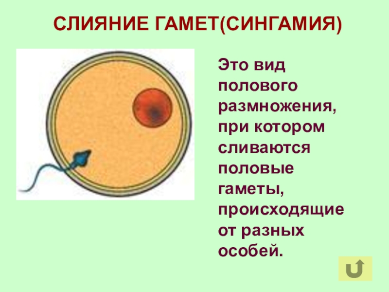 Образование гамет рисунок