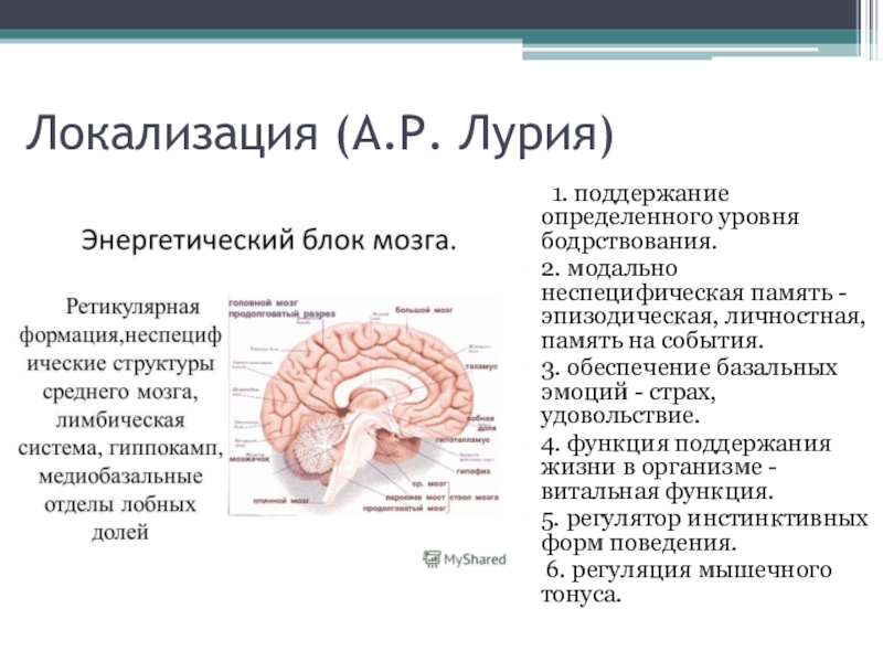 Локализация мозга. Локализация психических функций в головном мозге. Локализация это. Блоки головного мозга и их функции.