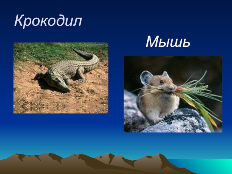 Варан кобра. Крокодил и мышь. Крокодилы мышь. Крокодилы мышь. Фотошопные животные.