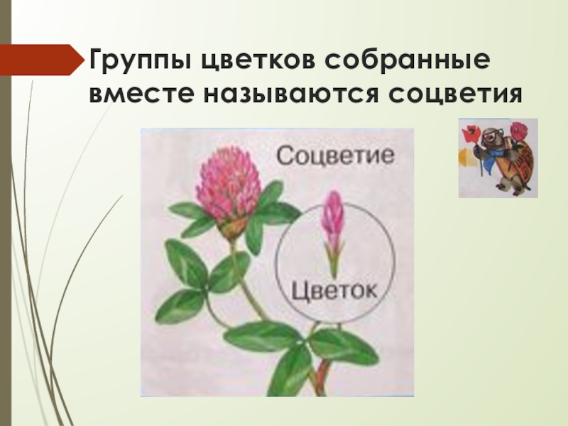 Растения презентация 1 класс. Цветки собраны в соцветие. Соцветие это 1 класс. Цветы и соцветия 1 класс. Соцветия растений 1 класс.