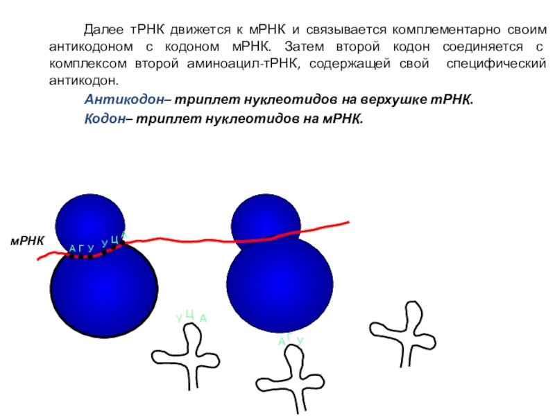 Антикодон комплементарен