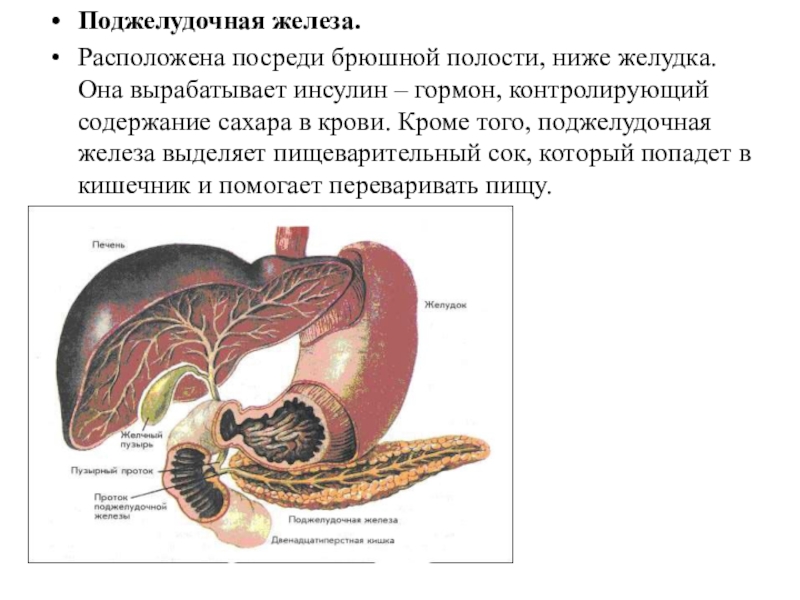 Какие железы расположены в желудке. Анатомия желудка и поджелудочной железы. Строение желудка и поджелудочной железы. Поджелудочная железа система органов. Поджелудочная железа аыраб.