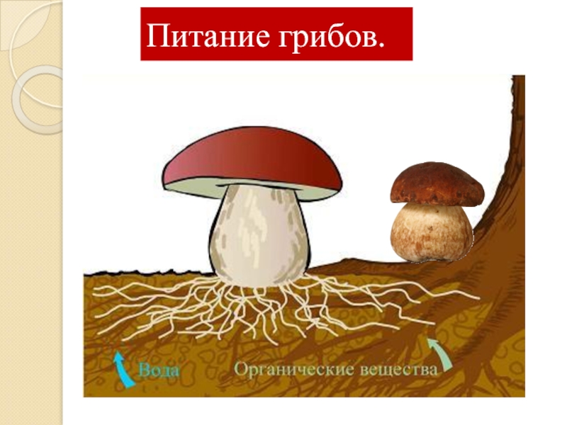 Грибной 5. Питание грибов. Грибы питание схема. Гифы гриба. Царство грибов питание.