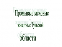 Промысловые меховые животные