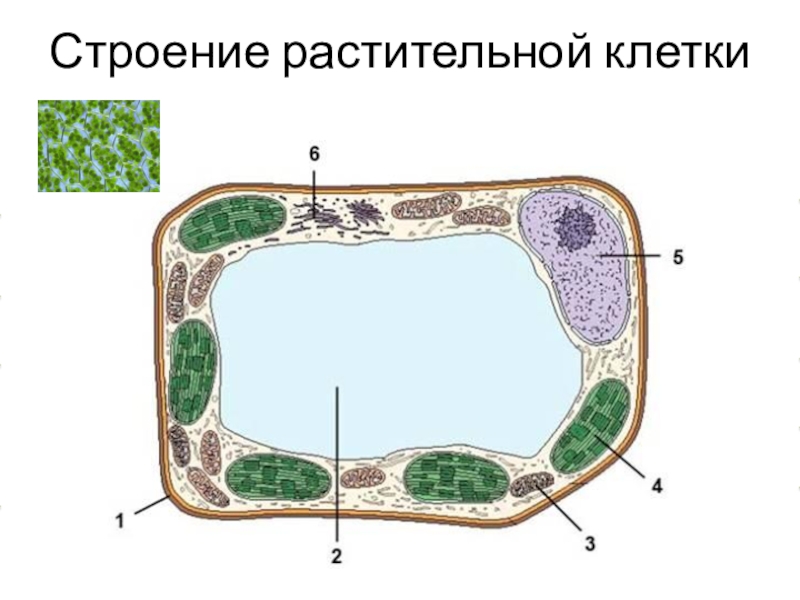 Фото растительной клетки с обозначениями