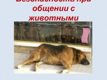 Презентация по ОБЖ Безопасность при общении с животными (собаки)