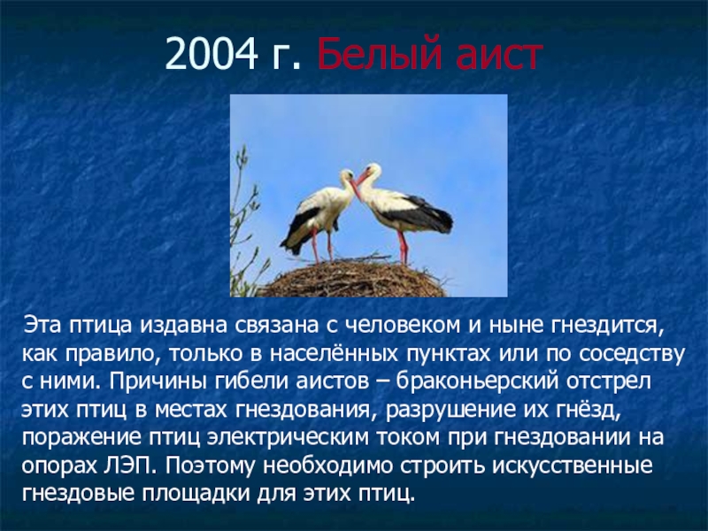 Белый аист презентация. Lika. Cigogne blanche. Белый аист интересные факты. Что можно сделать для охраны белого аиста.