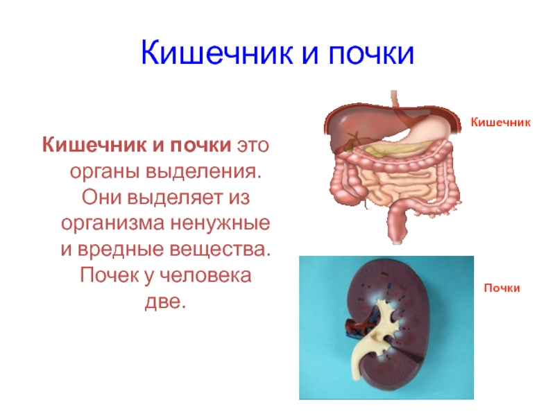 Кишечник печень. Почки и кишечник взаимосвязь. Кишечник и почки человека.