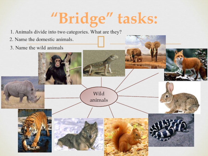 Animal information. Animals презентация. Дикие животные проект по англ.яз. Открытый урок на тему animals. Тема животные английский язык 1 класс.