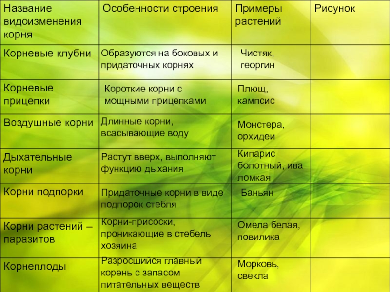 Рассмотрите рисунок 1 2 с изображением видоизменения корня растения как называют