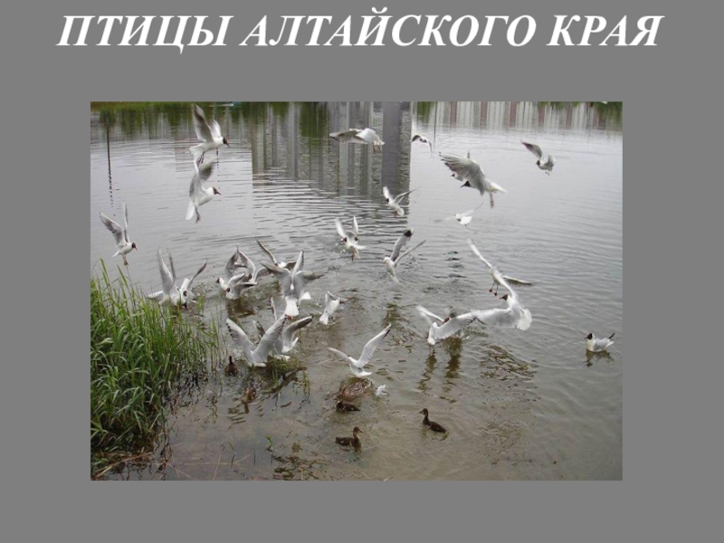 Презентация по ознакомления с природой Птицы Алтайского края