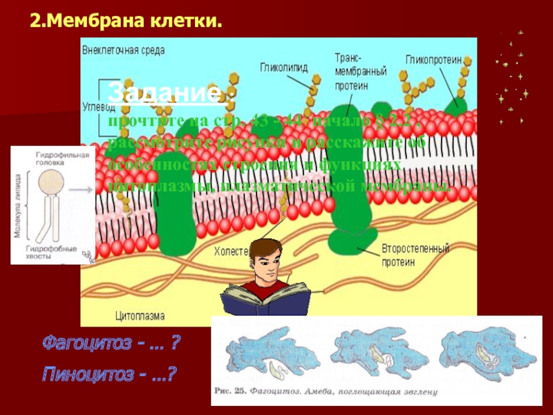 Две мембраны. Клеточная мембрана рисунок. Плазматическая мембрана. 2 Мембраны клетки. Строение плазматической мембраны.