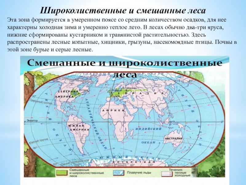 Леса умеренного пояса 8 класс презентация домогацких