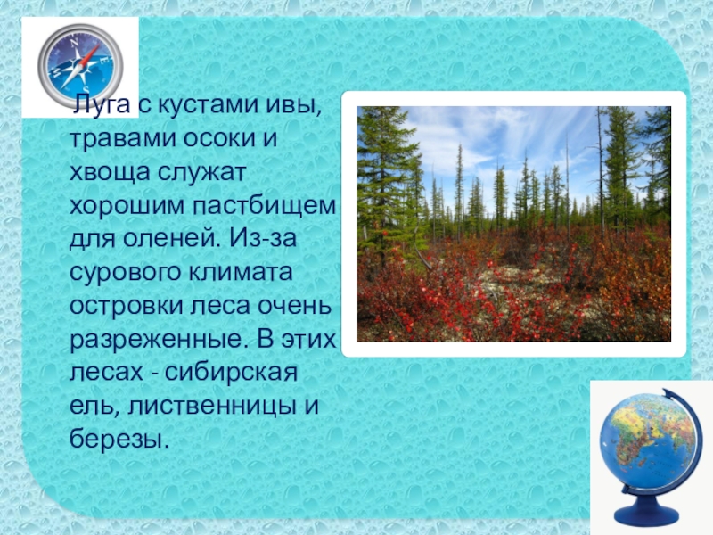 Луга с кустами ивы, травами осоки и хвоща служат хорошим пастбищем для оленей. Из-за