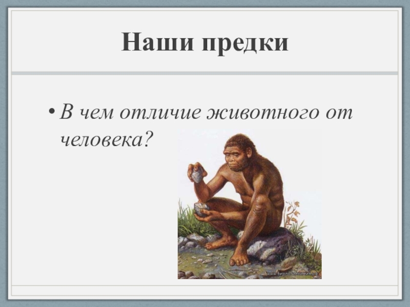 Отличия человека от животного история 5 класс