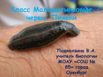 Презентация по биологии на тему Класс Малощетинковые (7 класс)