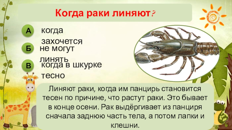 Есть год рака. Бывает линька у речного рака?. Как происходит линька у речного рака?. Древнего рачка когда он вырос полностью.