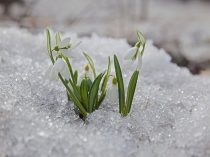 Презентация по русскому языку на тему: Три склонения имён существительных.