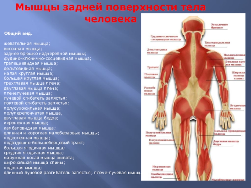 Поверхности тела человека