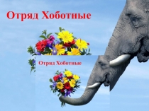 Презентация по биологии Хоботные