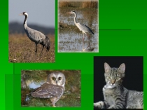 Презентация по литературному чтению на тему Русская народная сказка Журавль и Цапля (2 класс)