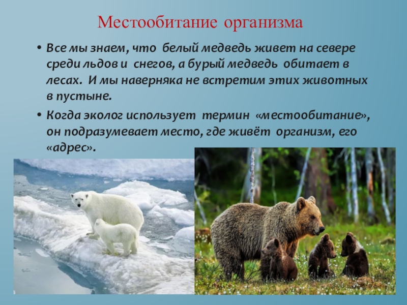 В какой природной зоне встречается медведь. Экологическая ниша бурого и белого медведя. Место обитания медведя. Бурый медведь живёт на севере. Описание белого и бурого медведя.