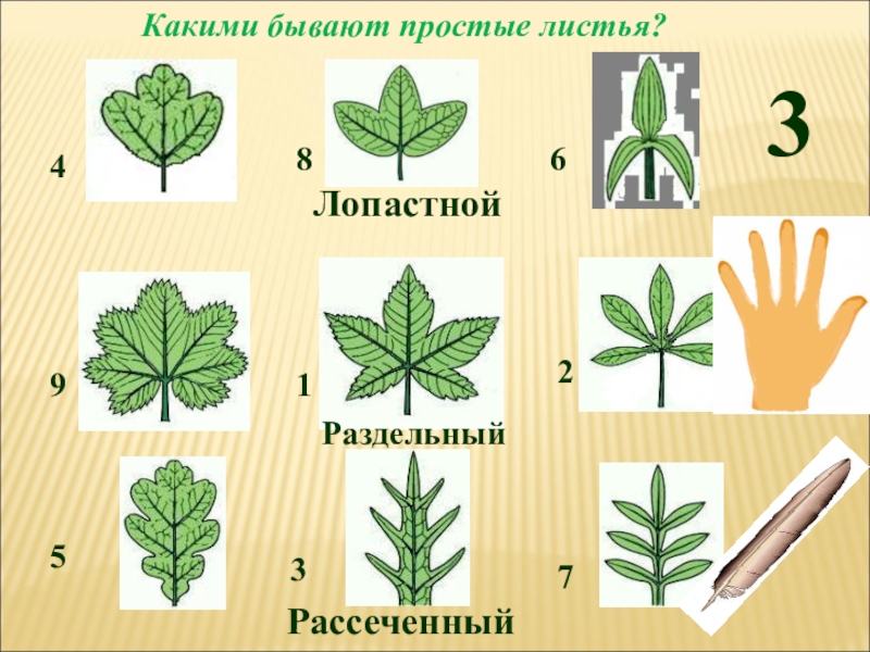 Выбери картинки на которых представлен простой лист