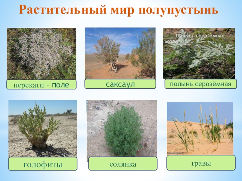 Растения пустыни 5 класс биология. Растительный мир пустыни и полупустыни. Растительность пустынь и полупустынь в России. Растительный мир пустыни и полупустыни в России. Растения в полупустынях и пустынях.