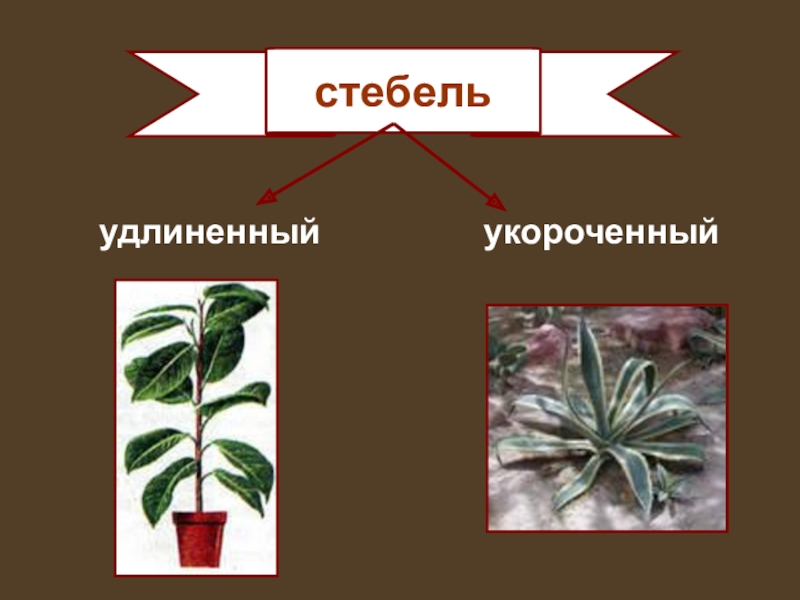 Стебель его строение и значение 6. Стебель удлиненный и укороченный. Стебель биология 6 класс. Биология тема стебель. Стебель и его строение 6 класс.