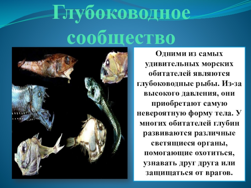 В глубоководных океанах отсутствуют. Светящаяся рыба глубоководная. Глубоководные рыбы презентация. Глубоководные рыбы названия. Сообщение о глубоководных рыбах.