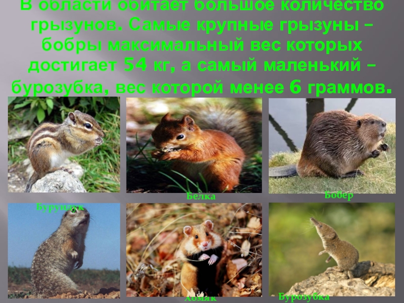 Какие животные обитают в новосибирске. Животные Новосибирской области. Растительный и животный мир Новосибирской области. Животный мир НСО. Растения и животные.