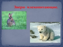 Презентация по окружающему миру  Звери - млекопитающие. 2 класс.