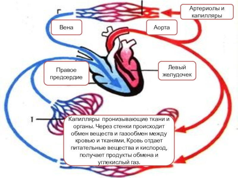 Малый круг кровообращения газообмен происходит. Аорта артерии артериолы. Схема аортального и венозного. Артериолы вены и капилляры.