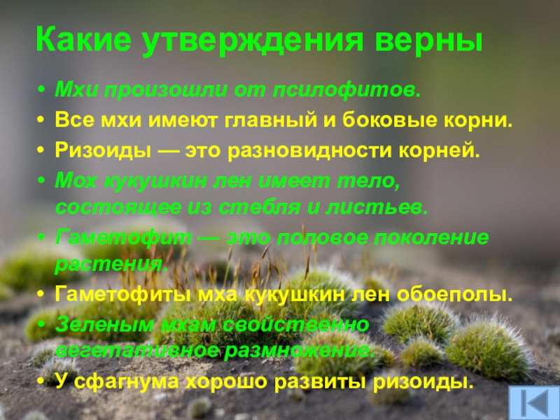 Тест мхи 7 класс. Ризоиды это разновидности корней. Мхи произошли от псилофитов. Мхи имеют корни. Моховидные произошли от.