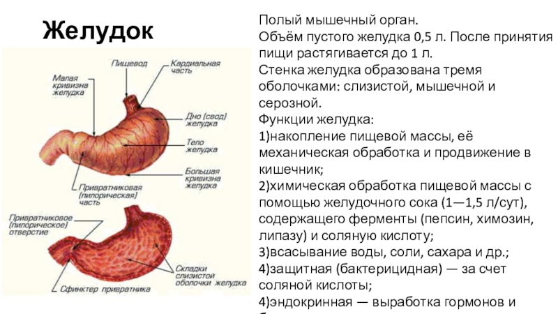 План строения стенки полого органа