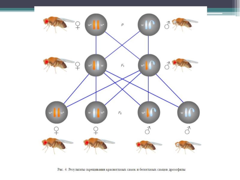Схема скрещивания дрозофилы