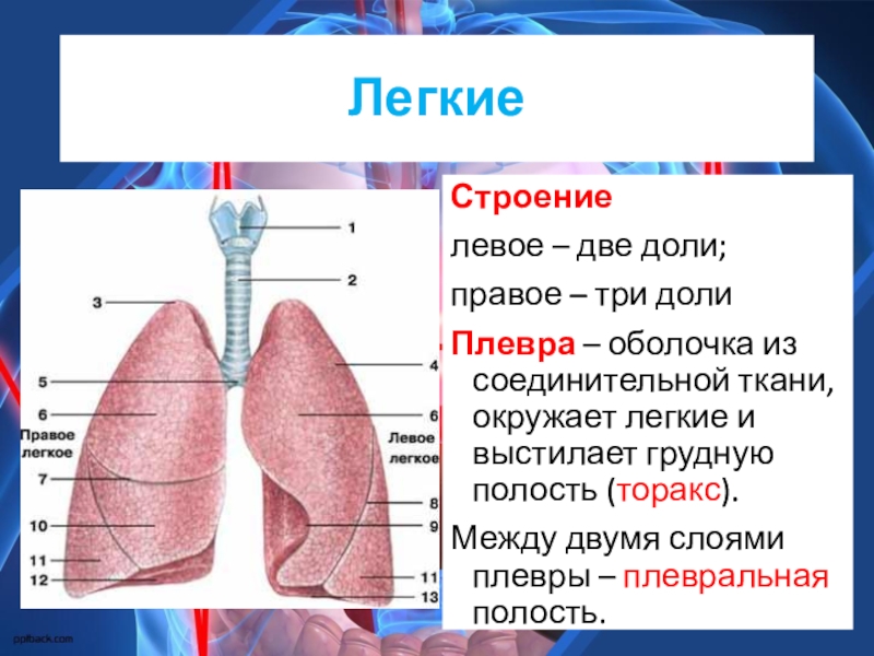 Строение легких картинка