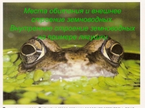 Презентация по теме земноводные по биологии 7 класс