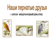 Презентация Наши пернатые друзья