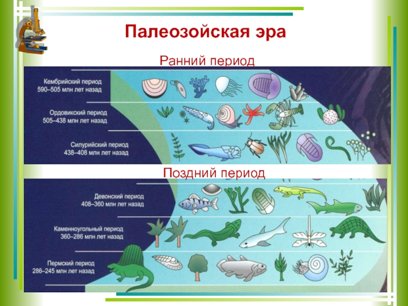 В палеозой появились. Этапы развития жизни эры палеозой. Эволюция растений и животных в палеозое. Палеозой Кембрийский растения.