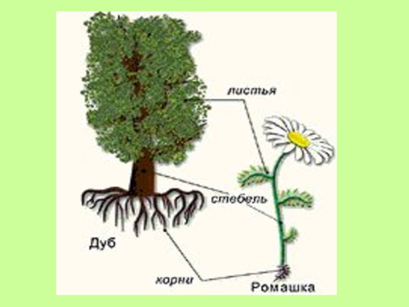 Строение и многообразие растений. Ромашка части растения. Строение ромашки рисунок. Строение ромашки для детей. Строение растительного мира.