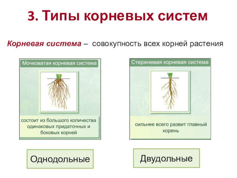 Корень конспект. Тип корневой системы у однодольных и двудольных растений. Корневая система однодольных. Мочковатая корневая система у однодольных. Тип корневой системы у однодольных.