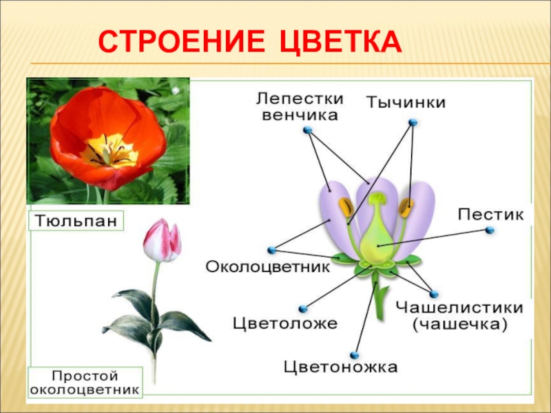 Какой тип питания характерен для тюльпана. Схема цветка тюльпана биология. Семейство Лилейные строение тюльпана. Строение тюльпана биология 6 класс. Строение бутона тюльпана.