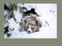 Занятие по лепке Прогулка медведей