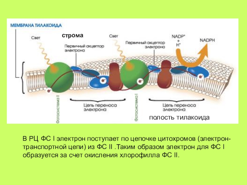 Строма в фотосинтезе. Фотосинтез 10 класс биология. Схема фотосинтеза тилакоид. Фотосинтез в тилакоидах. Мембрана тилакоида световая фаза.
