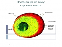 Урок Строение и функции клетки