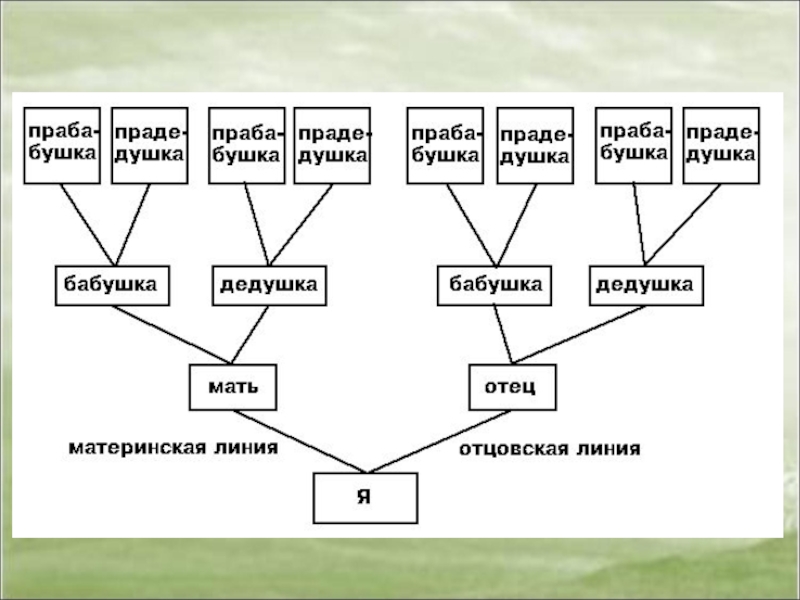 Генеалогическое древо презентация