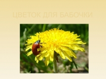 Презентация Превращение куколки-цветы для бабочки