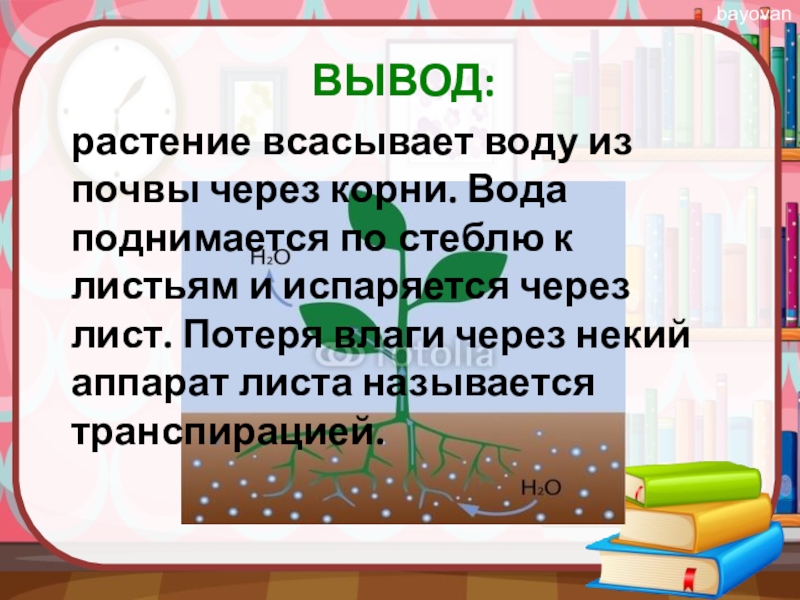 Вывод растений. Салат с корнем вод связанный с водой.